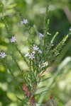 Wing-angle loosestrife